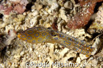 octopus blue ring,binaken park,nikon d2x 6omm by Puddu Massimo 